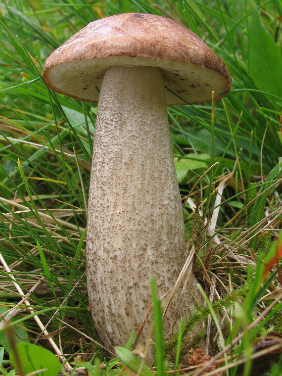 kozák brezový Leccinum scabrum (Bull.) Gray