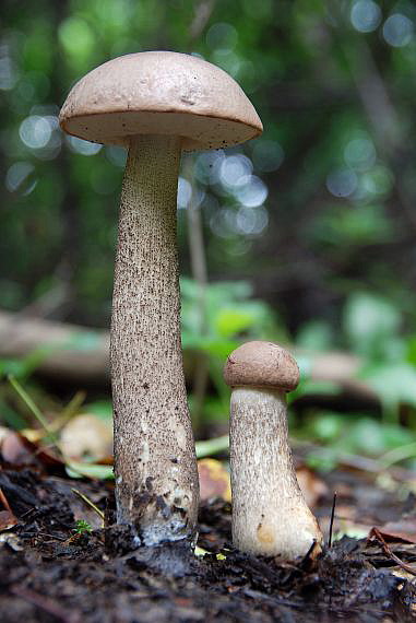 kozák brezový Leccinum scabrum (Bull.) Gray