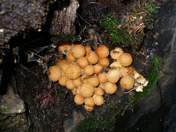 prášnica bradavičnatá? Lycoperdon perlatum?