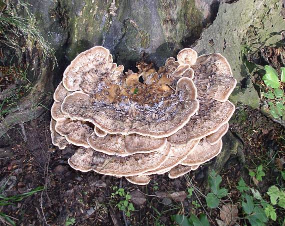 vejárovec obrovský Meripilus giganteus (Pers.) P. Karst.