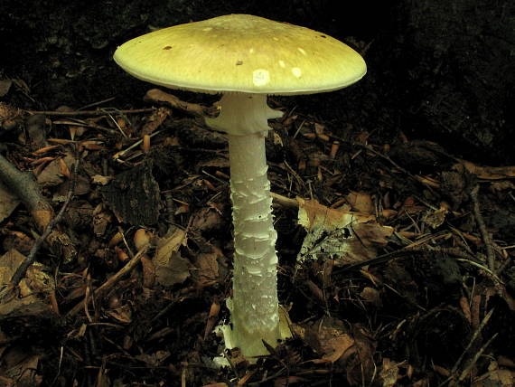 amanita phalloides MuchotrÃ¡vka zelenÃ¡