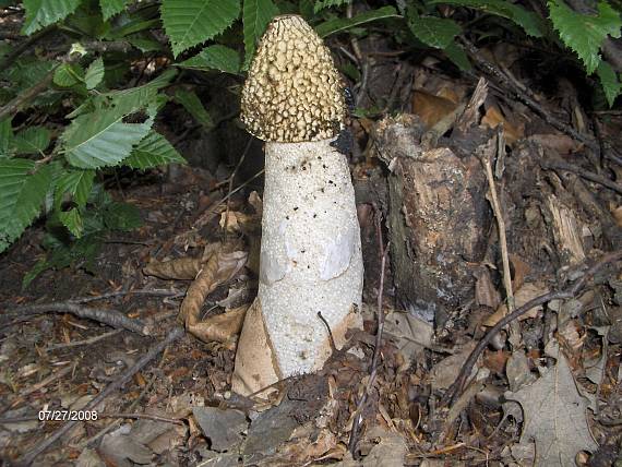 hadovka smradľavá Phallus impudicus L.