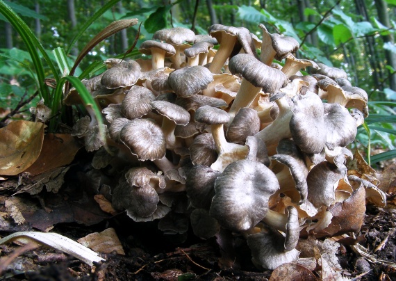 trúdnik klobúčkatý Polyporus umbellatus (Pers.) Fr.