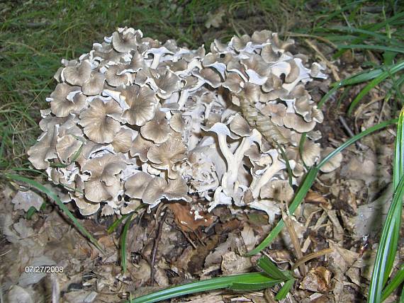 trúdnik klobúčkatý Polyporus umbellatus (Pers.) Fr.