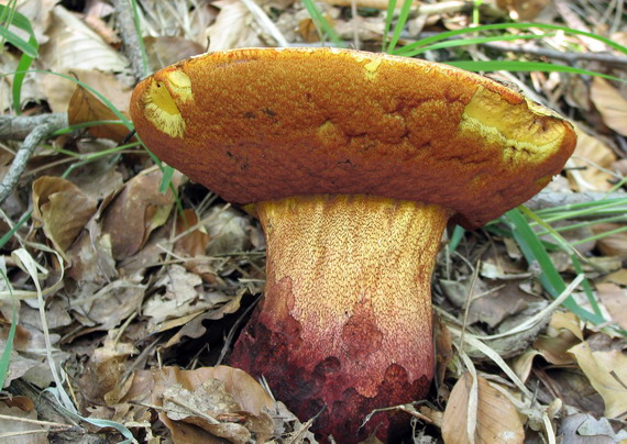 hríb purpurový Rubroboletus rhodoxanthus Kuan Zhao &amp; Zhu L. Yang