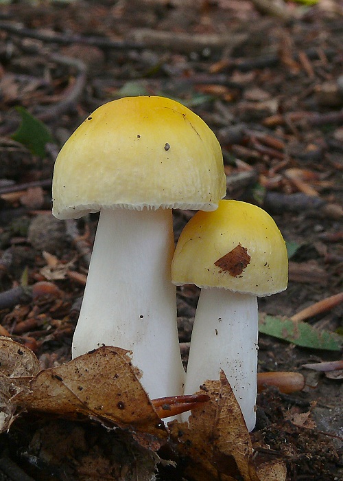 plávka chrómovožltá Russula claroflava Grove