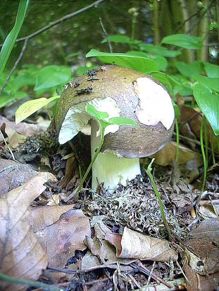 plávka strakatá Russula grisea Fr.