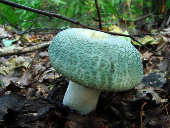 plávka zelenkastá Russula virescens (Schaeff.) Fr.