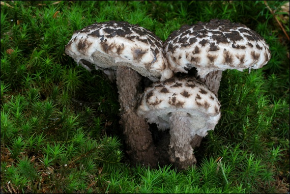 šiškovec šupinatý Strobilomyces strobilaceus (Scop.) Berk.