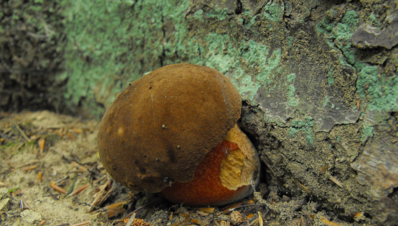 hríb zrnitohlúbikový Sutorius luridiformis (Rostk.) G. Wu & Zhu L. Yang