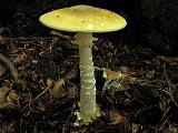 amanita phalloides