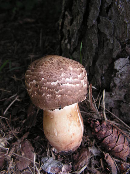 pečiarka Agaricus sp.