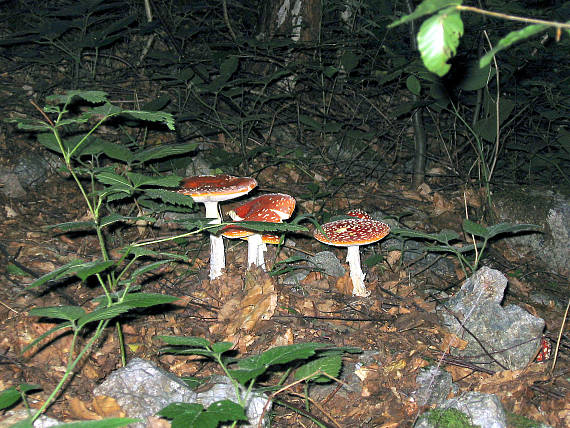 "Jedovatá" krása 1 Amanita muscaria  (L.) Lam.