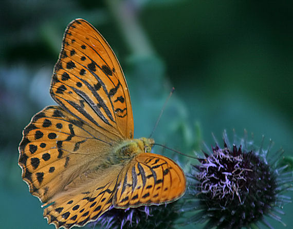 perlovec striebristopásavý  Argynnis paphia