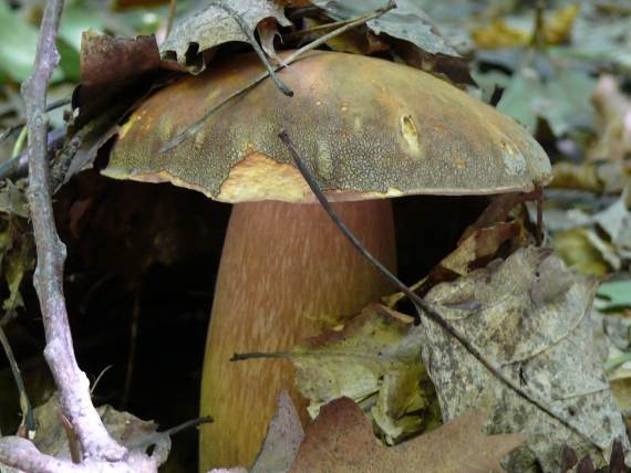 hríb bronzový Boletus aereus Bull. ex Fr.