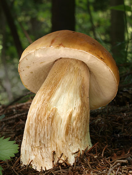 hríb smrekový Boletus edulis Bull.