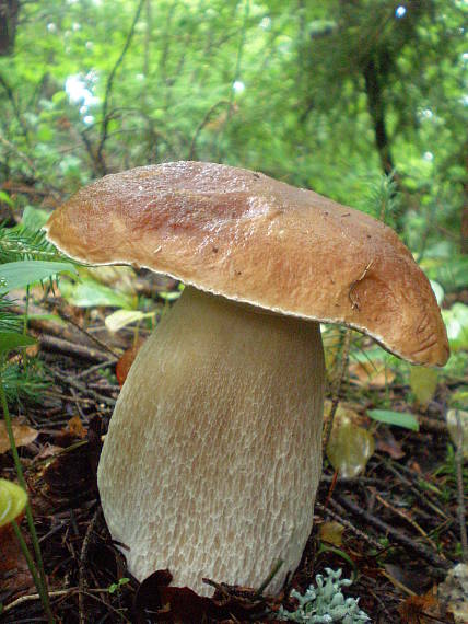 hríb smrekový Boletus edulis Bull.