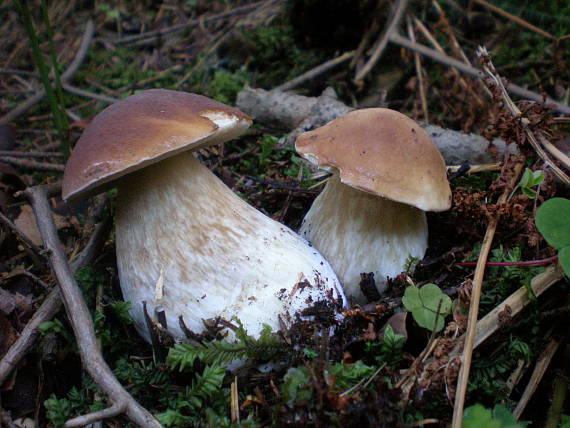 hríb smrekový Boletus edulis Bull.