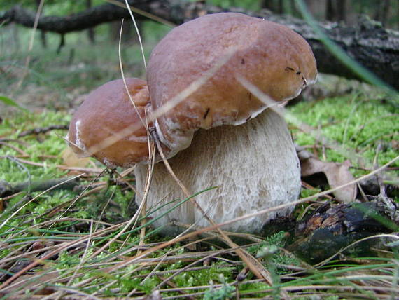 hríb smrekový Boletus edulis Bull.