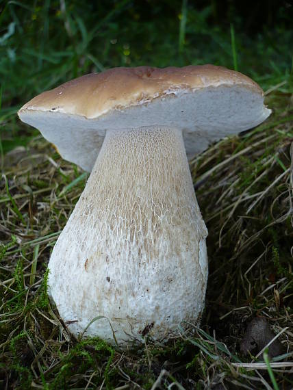 hríb smrekový  Boletus edulis Bull.