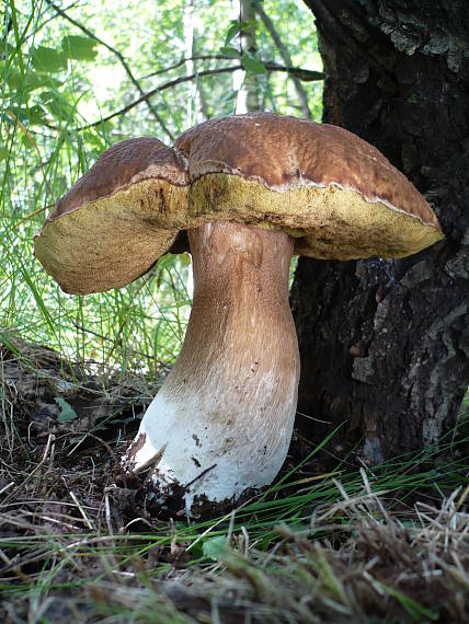 hríb smrekový  Boletus edulis Bull.