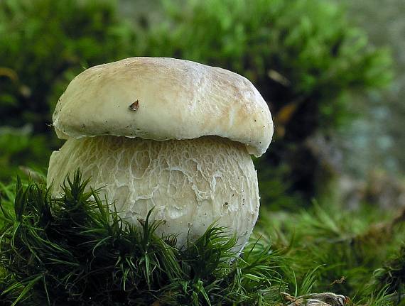 hríb smrekový Boletus edulis Bull.