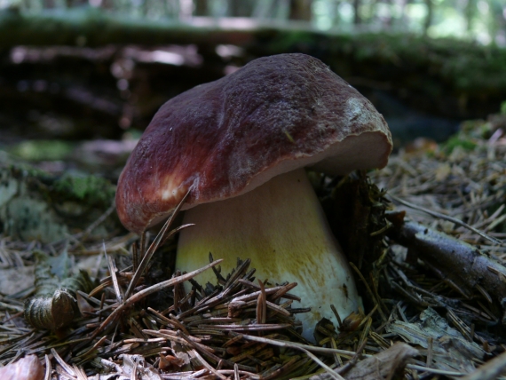 hríb sosnový Boletus pinophilus Pil. et Dermek in Pil.