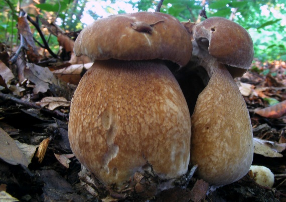 hríb dubový Boletus reticulatus Schaeff.