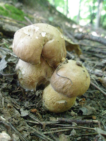 hríb dubový Boletus reticulatus Schaeff.