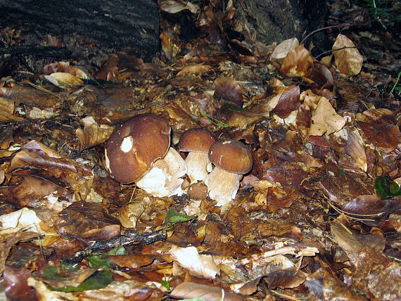 skupinka hríbov dubových Boletus reticulatus Schaeff.