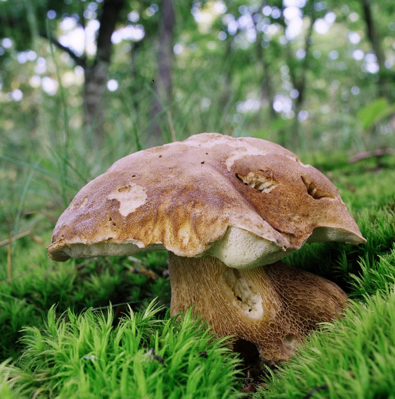 hríb dubový Boletus reticulatus Schaeff.