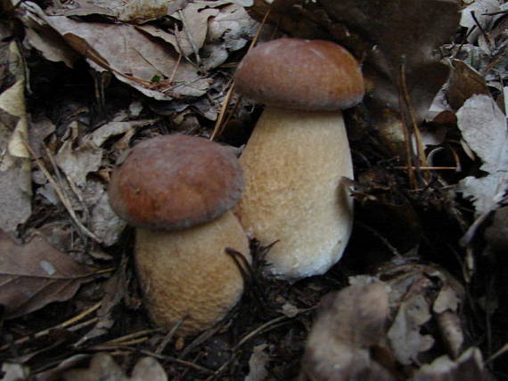 hríb dubový Boletus reticulatus Schaeff.