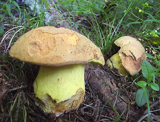 hríb horský Butyriboletus subappendiculatus (Dermek, Lazebn. & J. Veselský) D. Arora & J.L. Frank