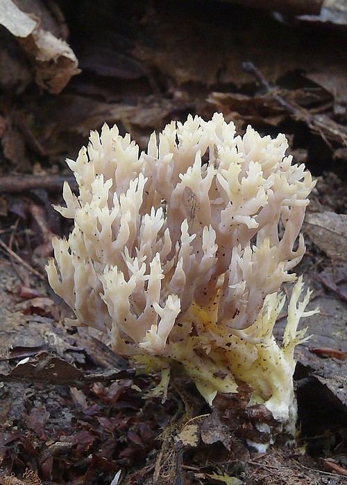 konárovka hrebenitá Clavulina coralloides (L.) J. Schröt.