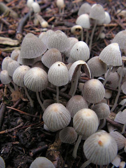 hnojník rozsiaty Coprinellus disseminatus (Pers.) J.E. Lange