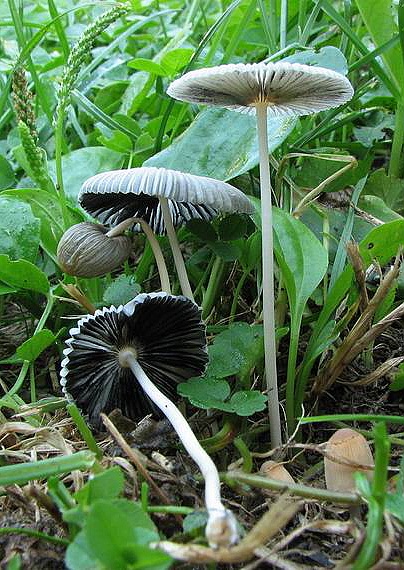 hnojník Coprinus sp.