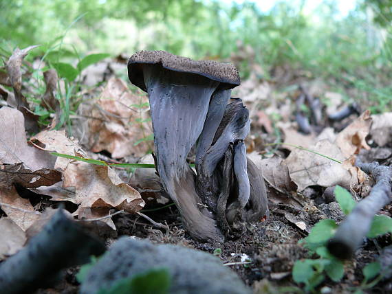 lievik Trubkovitý Craterellus cornucopioides (L.) Pers.