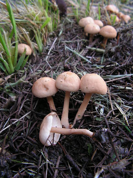 peniazovka Gymnopus sp.