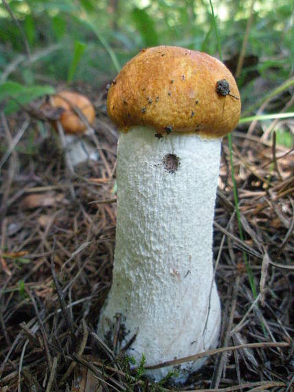 kozák osikový Leccinum albostipitatum den Bakker & Noordel.