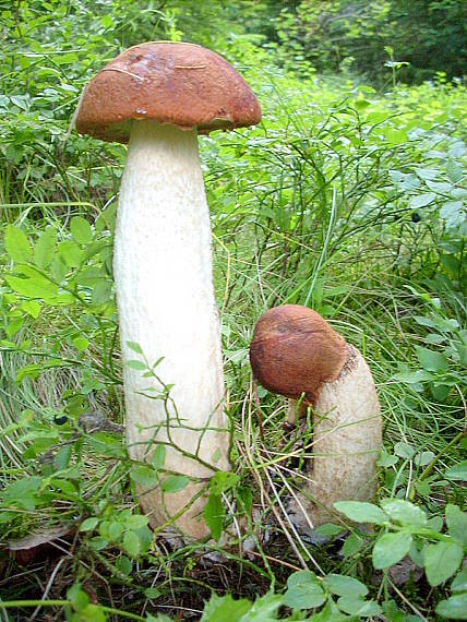 pekná poklona Leccinum albostipitatum den Bakker & Noordel.