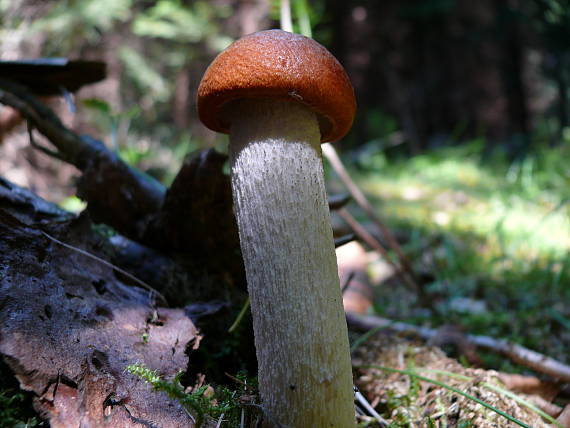 kozák Osikový Leccinum albostipitatum den Bakker & Noordel.