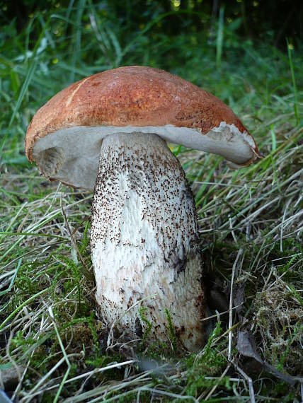 kozák dubový  Leccinum aurantiacum (Bull.) Gray