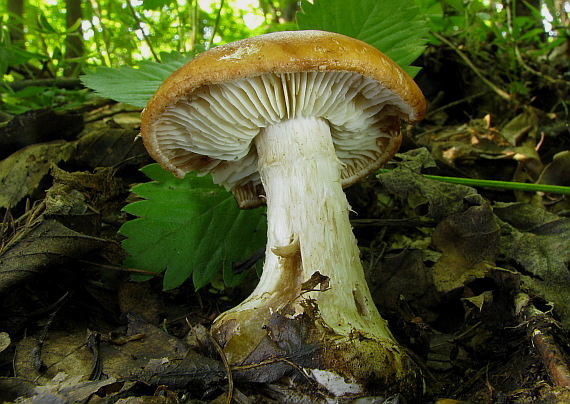 bielopavučinovec hľuznatý Leucocortinarius bulbiger (Alb. & Schwein.) Singer