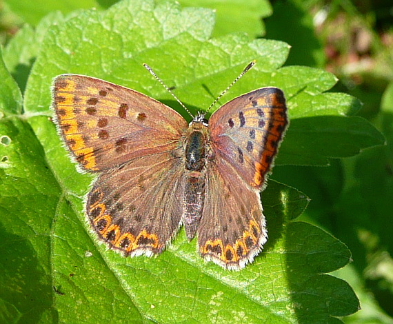 ohniváčik čiernoskvrnný Lycaena tityrus