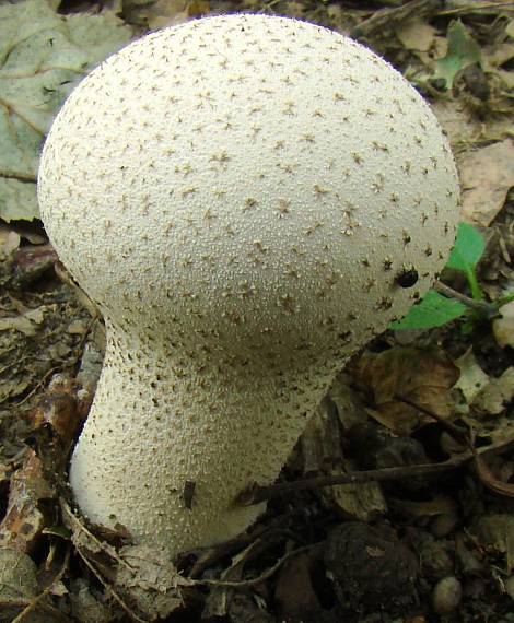 rozpadavec stopkatý Lycoperdon excipuliforme (Scop.) Pers.