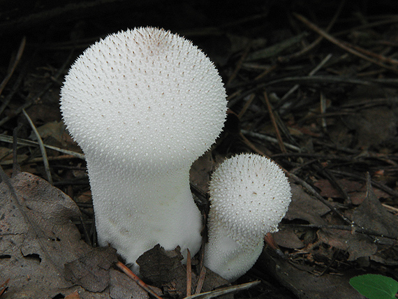 prášnica bradavičnatá Lycoperdon perlatum Pers.