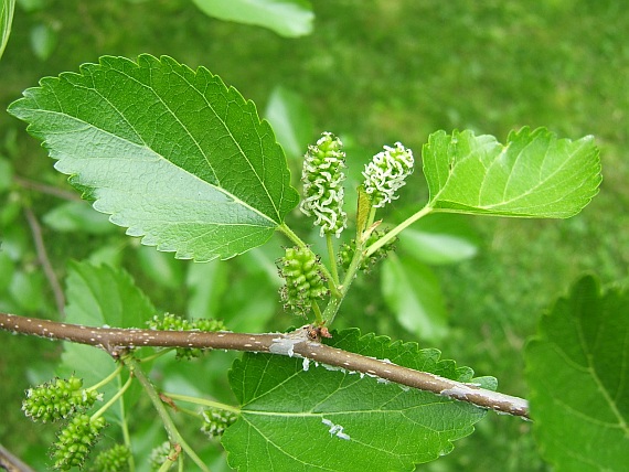 moruša Morus rubra