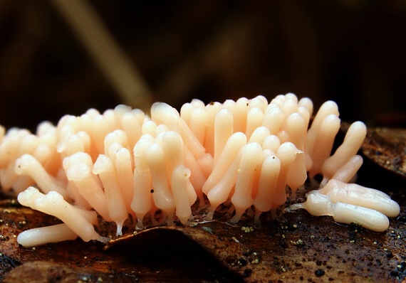 slizovka Myxomycetes