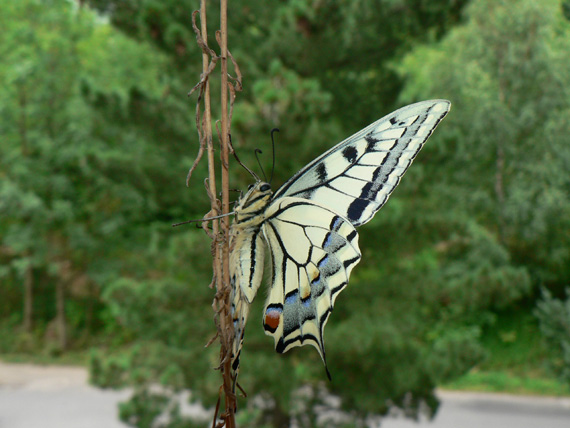 vidlochvost feniklový Papilio machaon