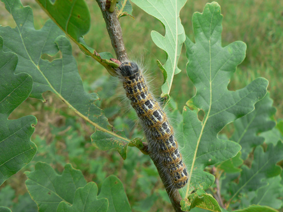 faléra lipová Phalera bucephala